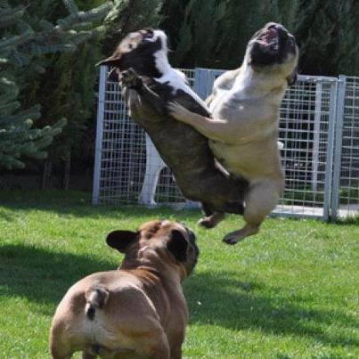 Dog Dance.jpg (403 x 403)